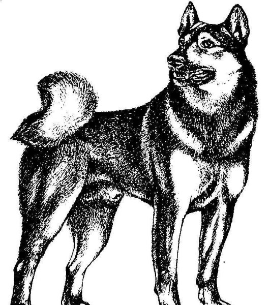 Западно Сибирская лайка