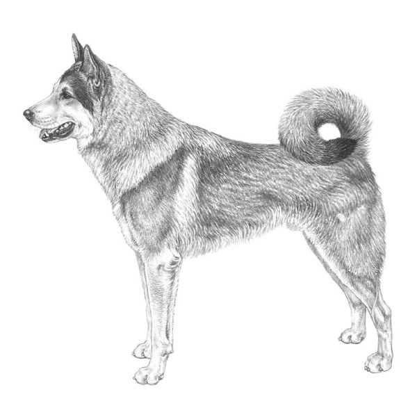 Западно Сибирская лайка рисунок