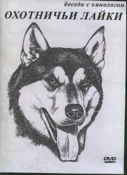 Сибирская лайка карандашом