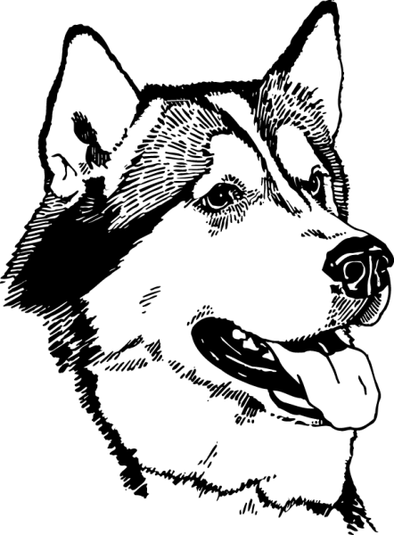 Аляскинский маламут