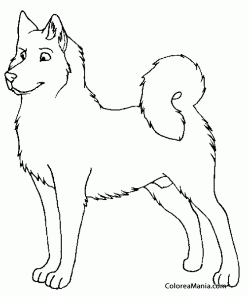 Раскраска собака лайка