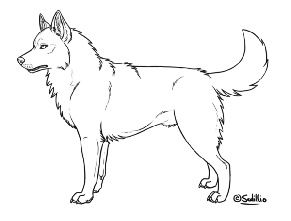 Овчарка раскраска для детей