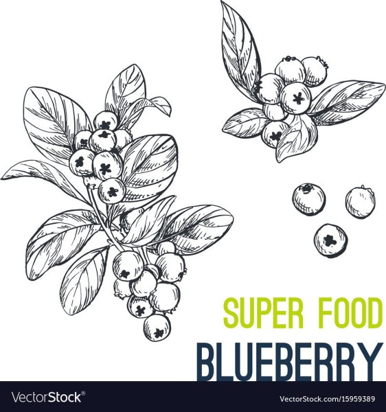 Голубика скетч