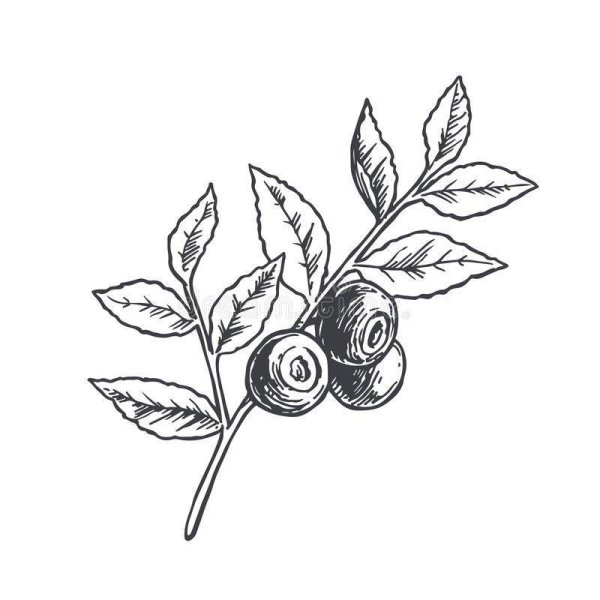 Черника скетч