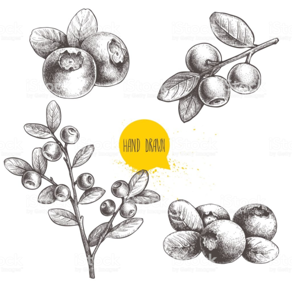 Голубика эскиз