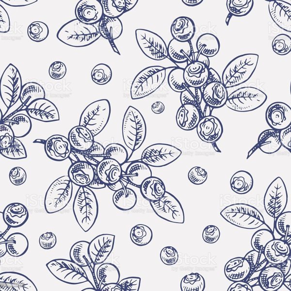 Черника эскиз