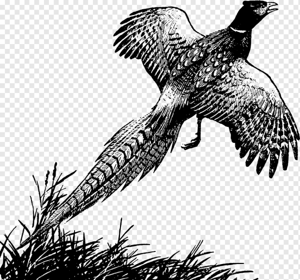 Фазан гравюра