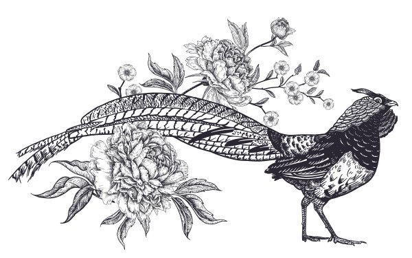 Золотой фазан Графика