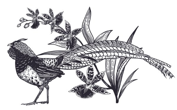 Гравюра чб птицы