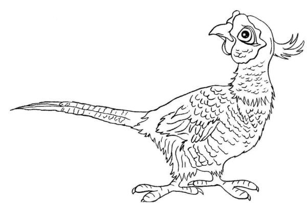 Фазан раскраска для детей