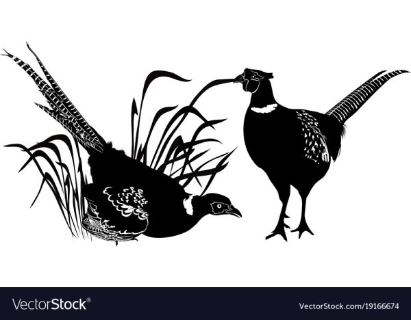 Фазан гравюра