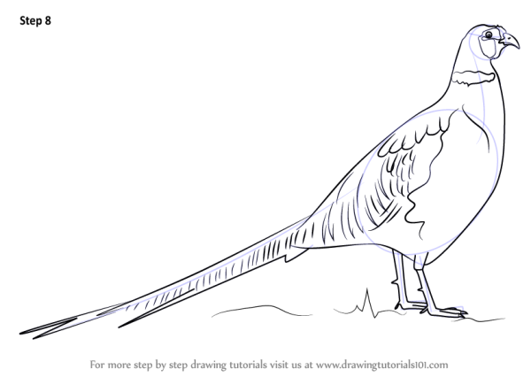 Фазан карандашом