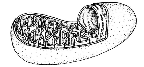 Строение митохондрии