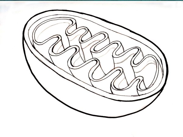 Строение митохондрии без подписей