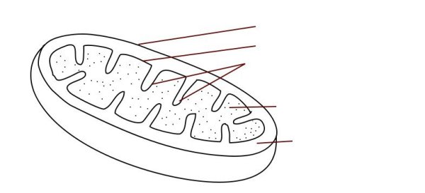 Строение митохондрии чб