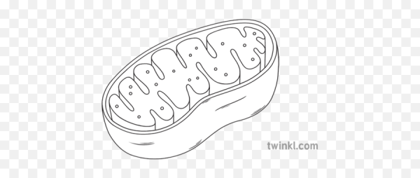 Митохондрии рисунок легкий с подписями