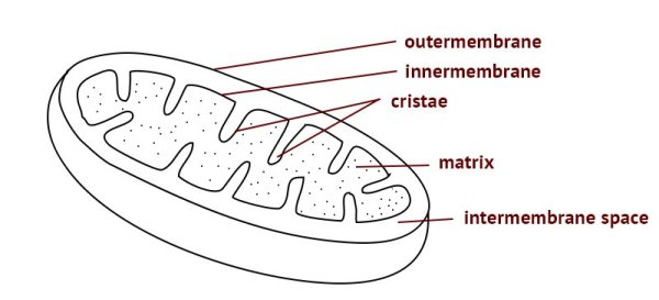 Митохондрии строение черно белое