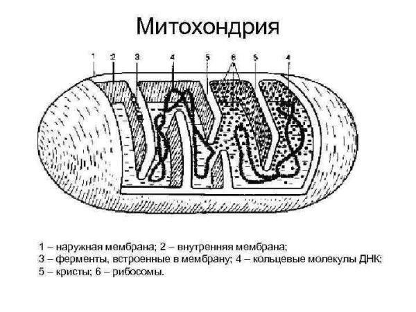 Схема строения митохондрий с подписями
