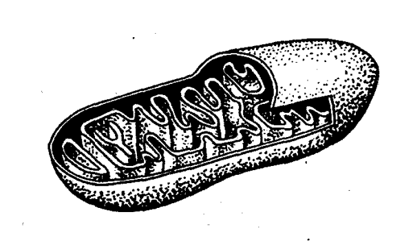 Митохондрия ЕГЭ биология