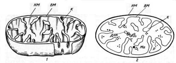 Строение митохондрии без подписей