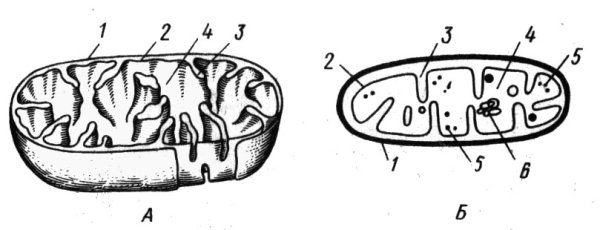 Строение митохондрии