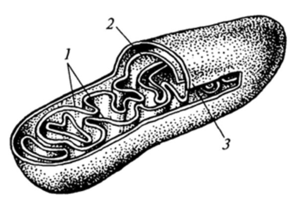 Строение митохондрии без подписей