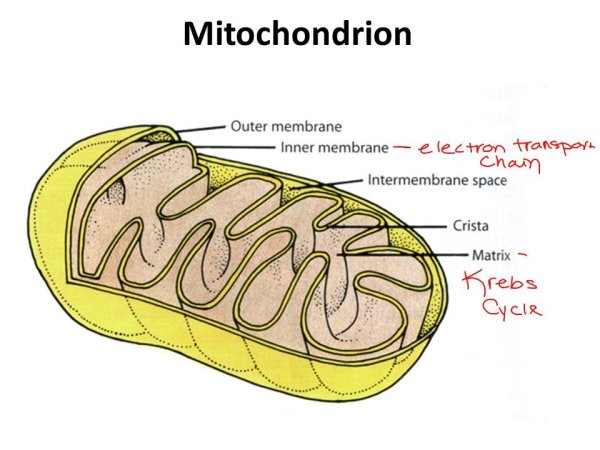 Митохондрии схематично