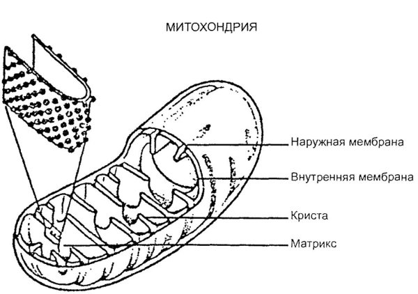 Схема митохондрии клетки