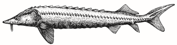 Азовская Белуга рисунок