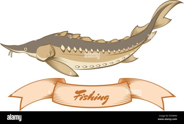 Рыба осетр вектор