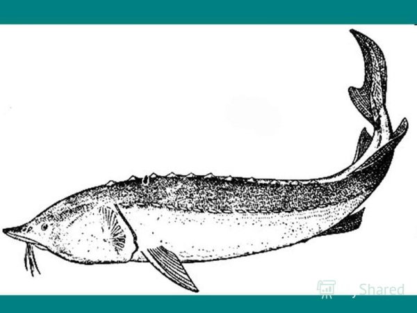 Азовская Белуга рисунок