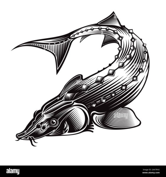 Рыба осетр вектор