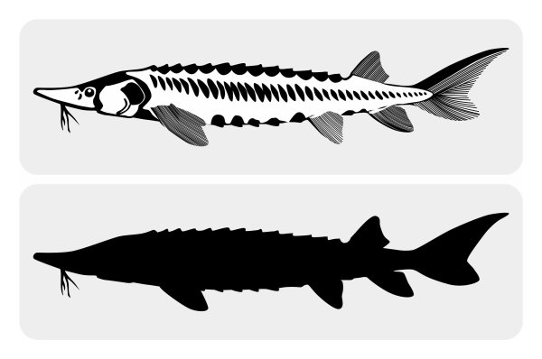 Осетр трафарет