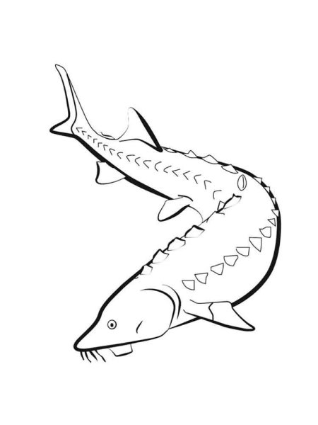 Осетр раскраска