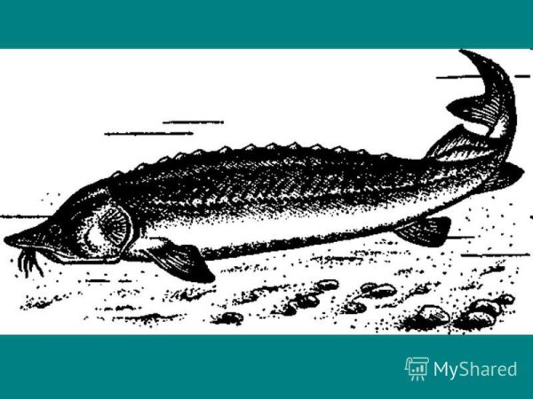 Азовская Белуга рисунок