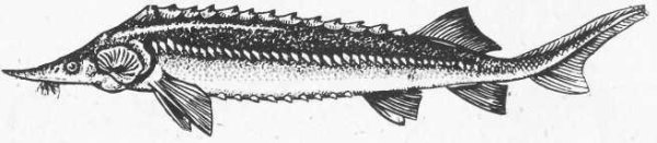 Белуга рыба рисунок