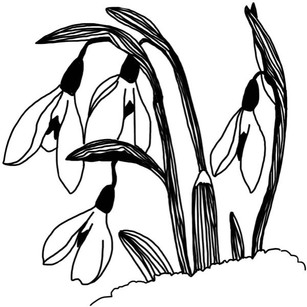 Пролеска двулистная контур