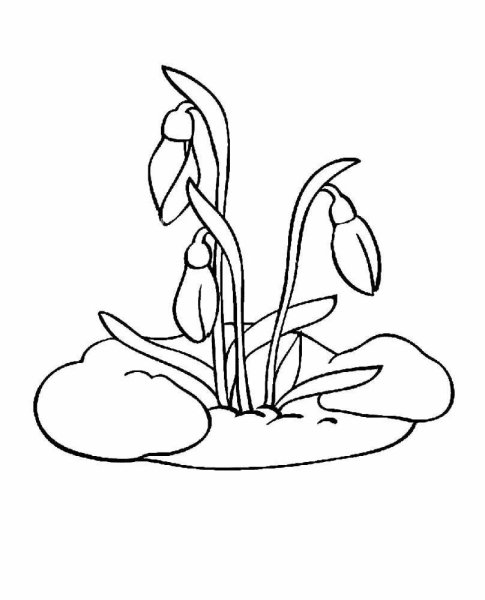 Подснежник широколистный раскраска