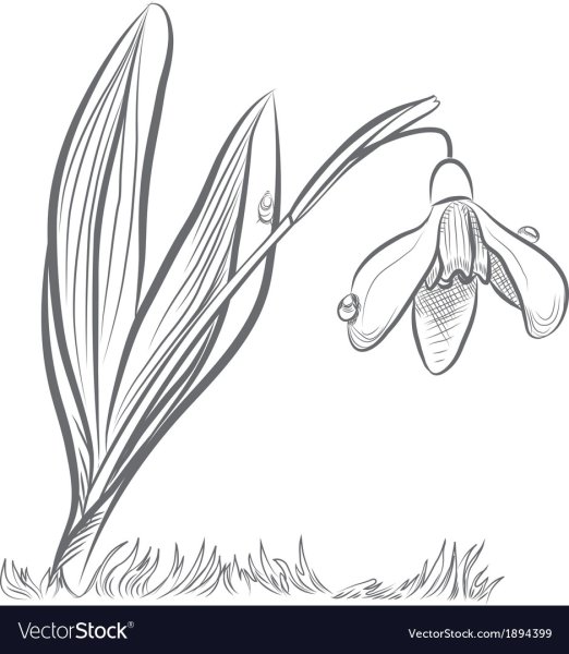 Подснежник силуэт