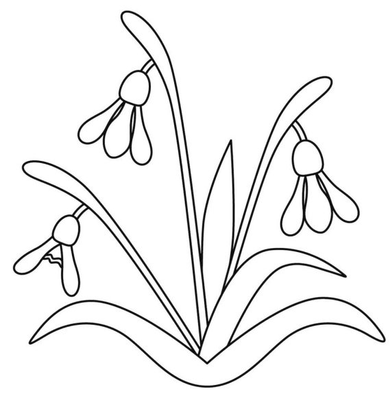 Подснежник раскраска