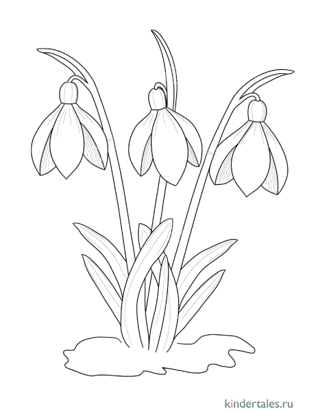 Подснежник раскраска