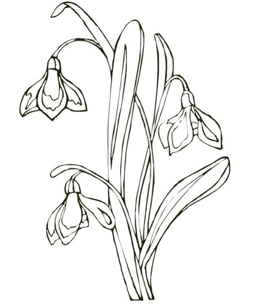 Раскраска подснежники для детей 3-4 лет