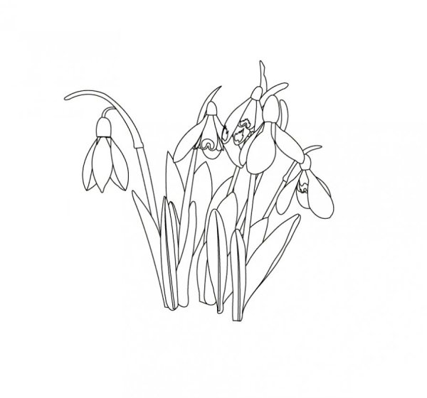 Подснежник раскраска