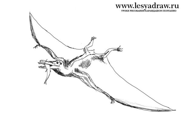 Птеродактиль эскиз