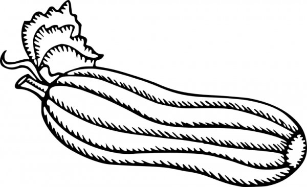 Цукини контур для рисования