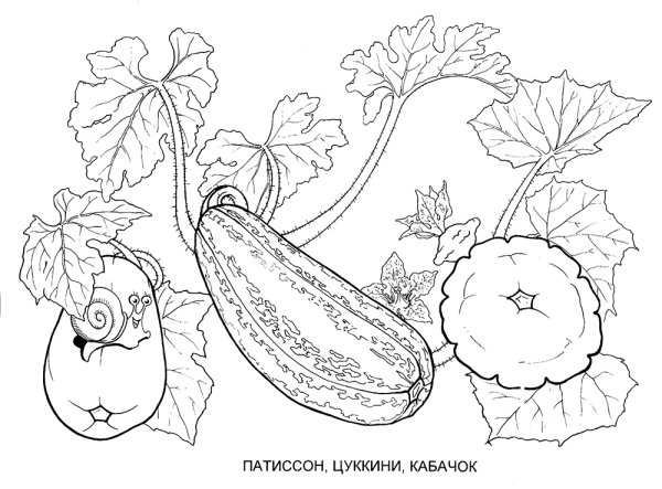 Кабачок рисунок