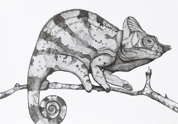 Хамелеон черно белый