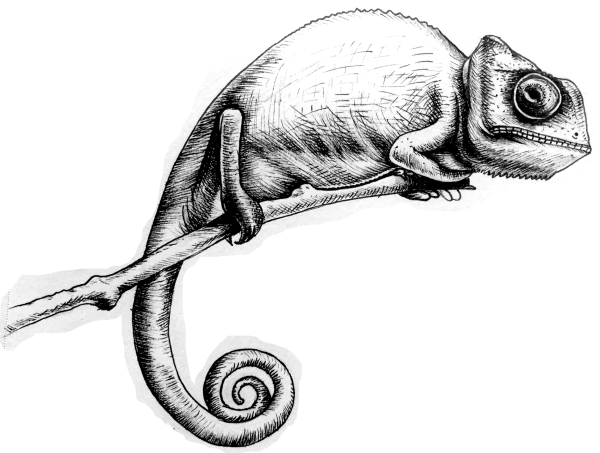 Строение хамелеона