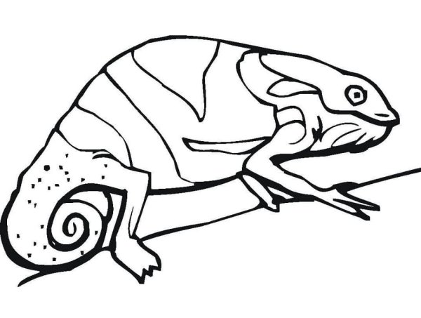 Хамелеон раскраска для детей