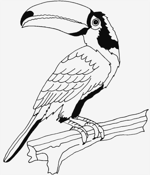 Тукан на ветке раскраска